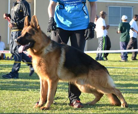 Carlo zur Medbacher Muhle, V2 Vita Nova show 2014